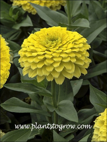 Zinnia Zesty Lemon